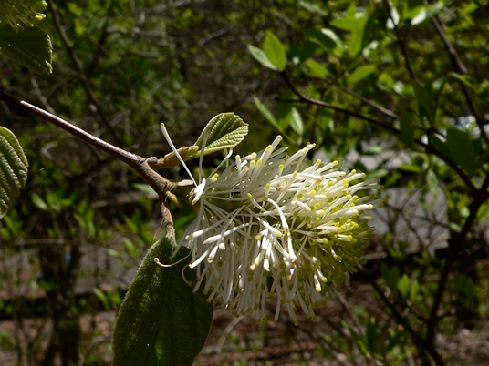 {Fothergilla major}